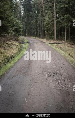 empty ground road through a forest with pine forest Stock Photo
