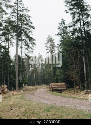 empty ground road through a forest with pine forest Stock Photo