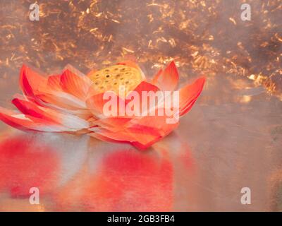orange color Artificial Lotus plant presented with fire light effect on background. Stock Photo