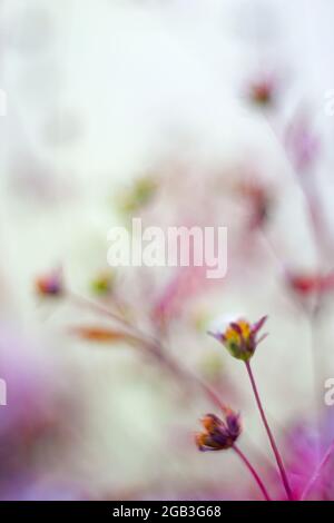 Pastel blurred floral background.. Copy space Stock Photo