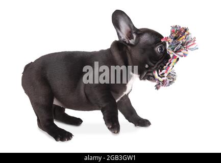 french bulldog puppy plays with toy on white background Stock Photo