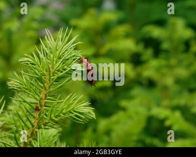 plant insect hanging on grass nature leaves on blur background. Stock Photo