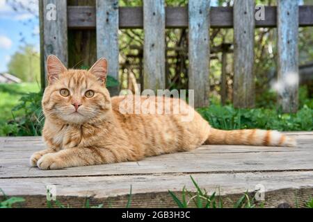 A red-haired cat is lying on the boards Stock Photo