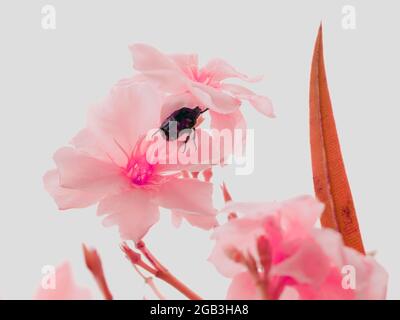 Beetle insect entering into the flower at sky background. Stock Photo