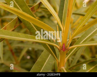 Flying insect presented on green plant at garden background. Stock Photo