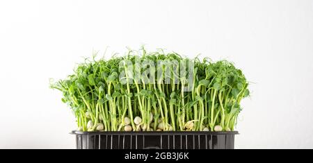 Sprouted pea sprouts in a plastic box on a white background, organic healthy microgreens Stock Photo