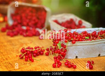 red currants and other holiday fruits in the garden Stock Photo