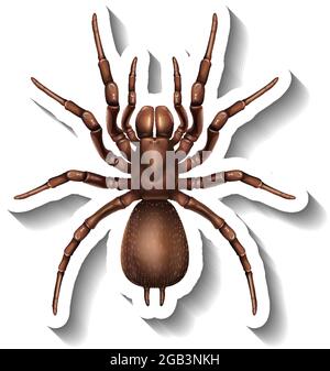A sticker template with top view of a spider isolated illustration ...