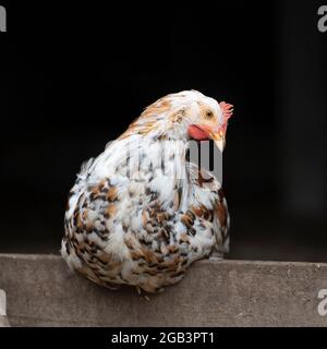 swedish Flower Hen chicken Stock Photo