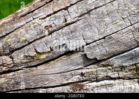 Knarled old rotten worn dried out tree trunk Stock Photo