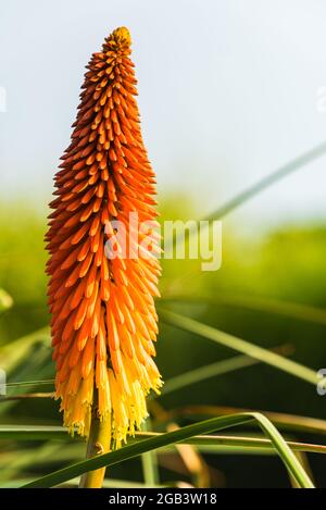 Red Hot Poker (Kniphofia Uvaria), Torquay, Devon, England, Europe Stock Photo