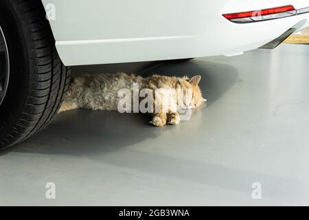 the cat is sleeping or resting in the shade of a new car. animal under the car. Stock Photo