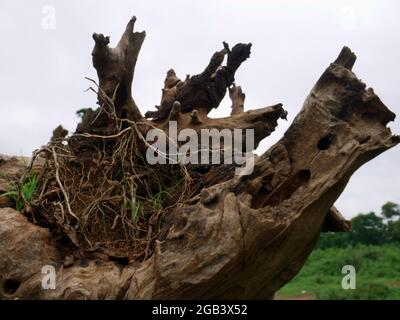 Tree root wood trunk lying on grass field around forest filed. Stock Photo