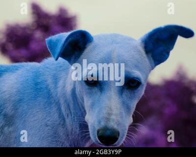 Blueish dog looking at camera around natural sky background in forest area. Stock Photo