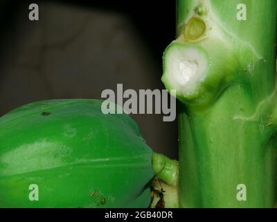 papaya tree milk ejection due to leaf plugged presented with green fruit with text space image. Stock Photo
