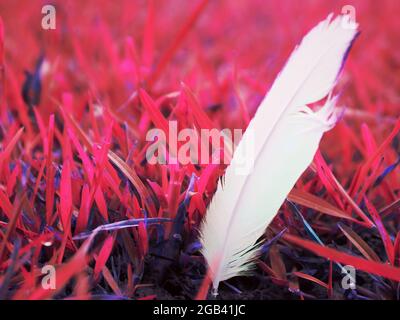 White color bird wing growing on pinkish grass field, Wildlife relics nature commercial background. Stock Photo