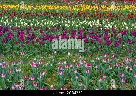 Field of tulips at Veldheer Tulip Gardens, in Holland, Michigan Stock ...
