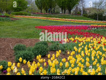 Person walking through tulips at Window on the Waterfront, in Riverview Park, Holland, Michigan. Stock Photo