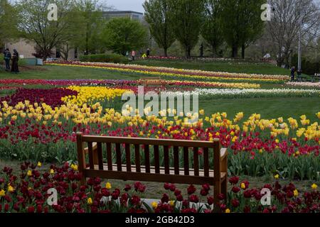 Field of tulips at Window on the Waterfront, in Riverview Park, Holland, Michigan. Stock Photo