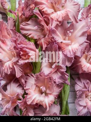 Gladiolus powder color ash pink on a gray textured wooden background. Natural photo. Stock Photo