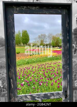 'Portal', Tulips at Window on the Waterfront, in Riverview Park, Holland, Michigan. Stock Photo