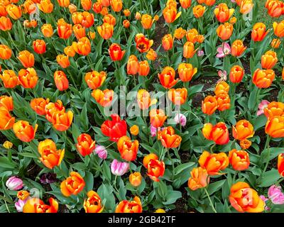 Tulips at Window on the Waterfront, in Riverview Park, Holland, Michigan. Stock Photo