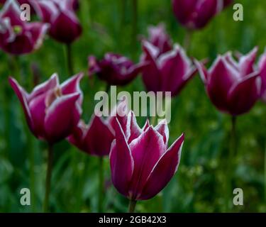 'Out in Front', Lily Rosa tulips at Window on the Waterfront, in Riverview Park, Holland, Michigan. Stock Photo