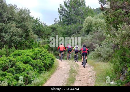 Group of mountain bikers on cycling trail in summer. Mountain biking in the scenic autumn forest. Four men on the uphill route. Stock Photo