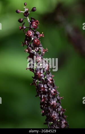 Detail of the black Veratrum Stock Photo