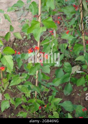 Close up of some runner beans growing Stock Photo