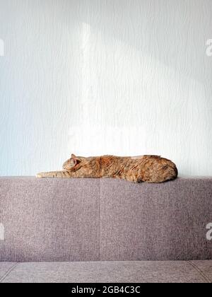 Domestic red cat is resting on the couch. Stock Photo