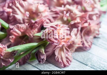 Gladiolus powder color ash pink on a gray textured wooden background. Natural photo. Stock Photo