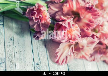 Gladiolus powder color ash pink on a gray textured wooden background. Natural photo. Stock Photo