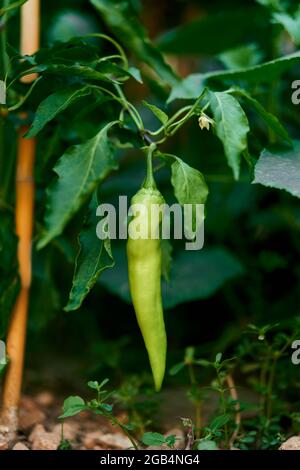 Green pepper hangs on a bush above the ground Stock Photo