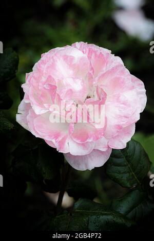 English Miss Rose. Stock Photo