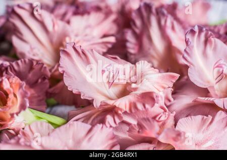 Gladiolus powder color ash pink on a gray textured wooden background. Natural photo. Stock Photo