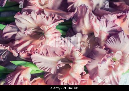 Gladiolus powder color ash pink on a gray textured wooden background. Natural photo. Stock Photo