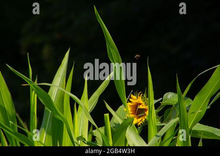 Sunflower behind big leaves of a corn field Stock Photo