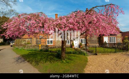 Cherry tree canopy in Hamblden Village Hamblden Valley Buckinghamshire England UK Stock Photo