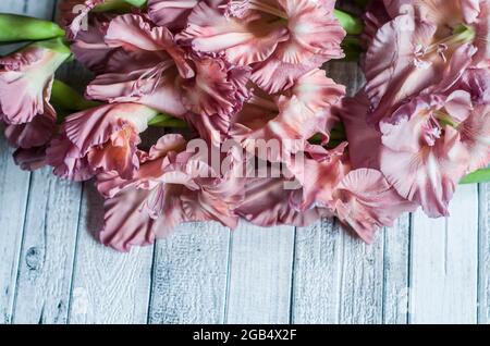 Gladiolus powder color ash pink on a gray textured wooden background. Natural photo. Stock Photo