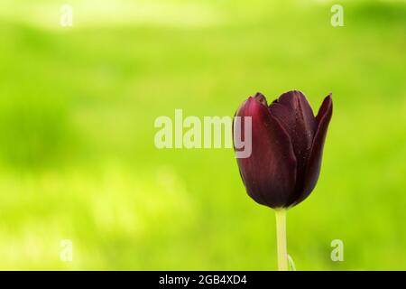 Purple Tulip on green background Stock Photo