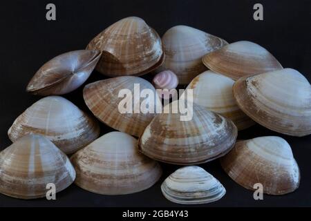 Rayed Trough Shells are distinctive bi-valves with radiating rays of brown colouration. The live in the sand in the sub-littoral zone and are common Stock Photo
