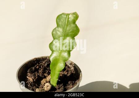 A fishbone cactus in a small plant pot against a plain white backgound in sunlight. Stock Photo