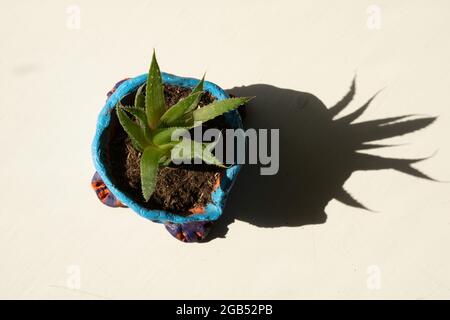 A high angle view looking down on a homemade terracotta clay plant pot with Aloe Vera as it casts a long shadow in the sunlight. Stock Photo