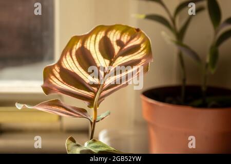 The underside of a large Calathea Makonyana (Peacock Plant) leaf as the natural sun light shines through showing why it is known as Cathedral Windows. Stock Photo