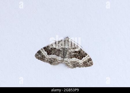 Common Carpet Moth (Epirrhoe alternata) Stock Photo