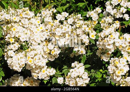 Rosa 'Rambling Rector' Stock Photo