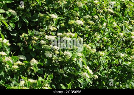 Cornus sanguinea  Dogwood in flower Stock Photo