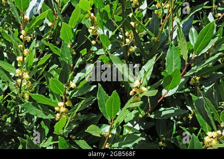 Bay Tree in bloom. Stock Photo