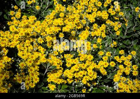 Brachyglottis Sunshine.  Senecio.  In bloom. Stock Photo
